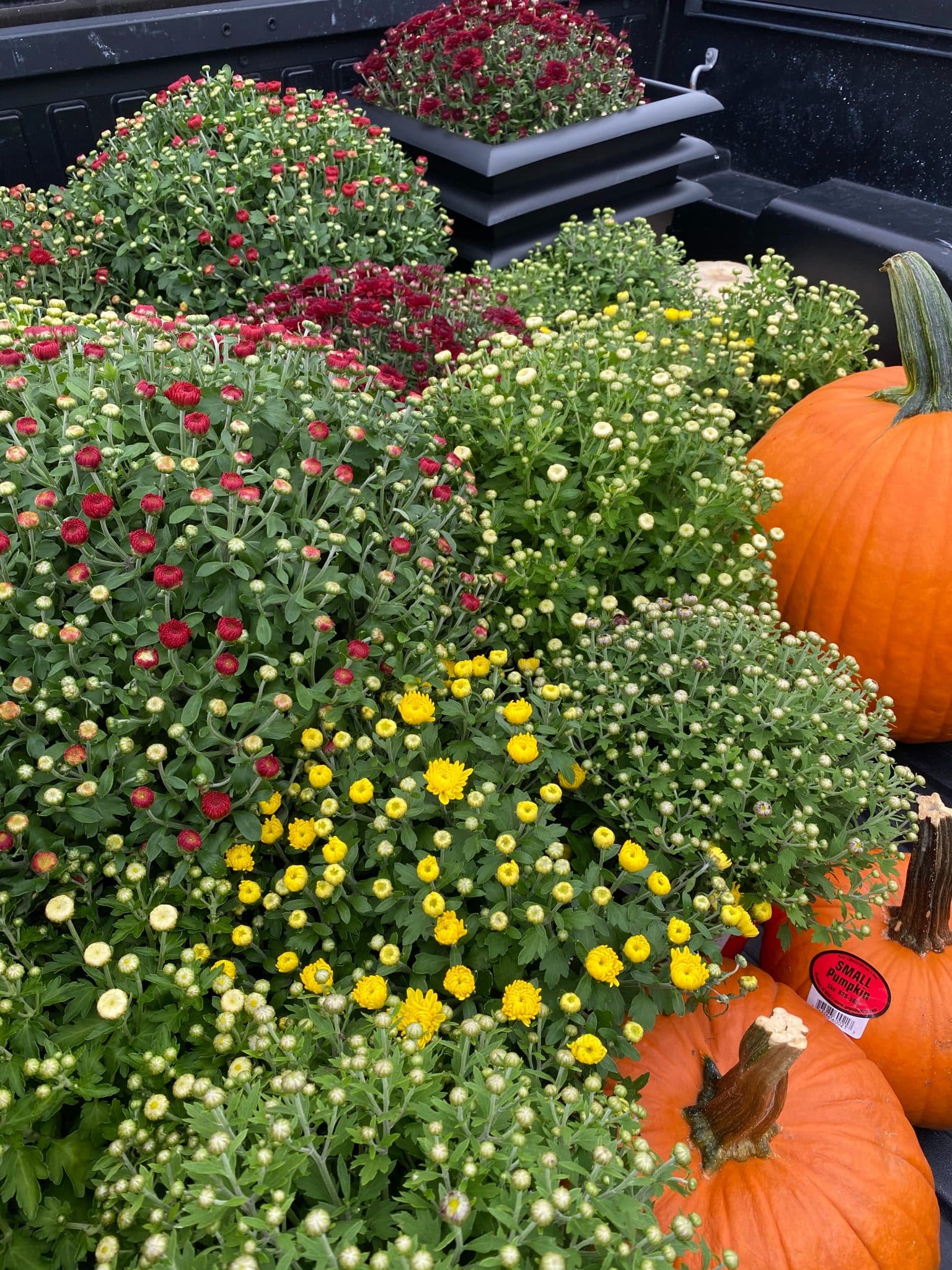 Variety of mums and pumpkins for fall front porch makeover